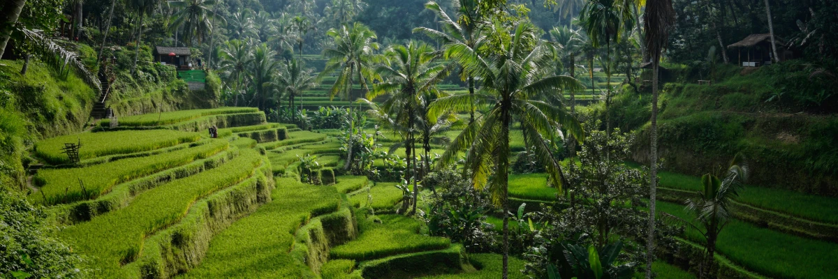 Bali als Digitale Nomade — De Complete Nederlandse Gids